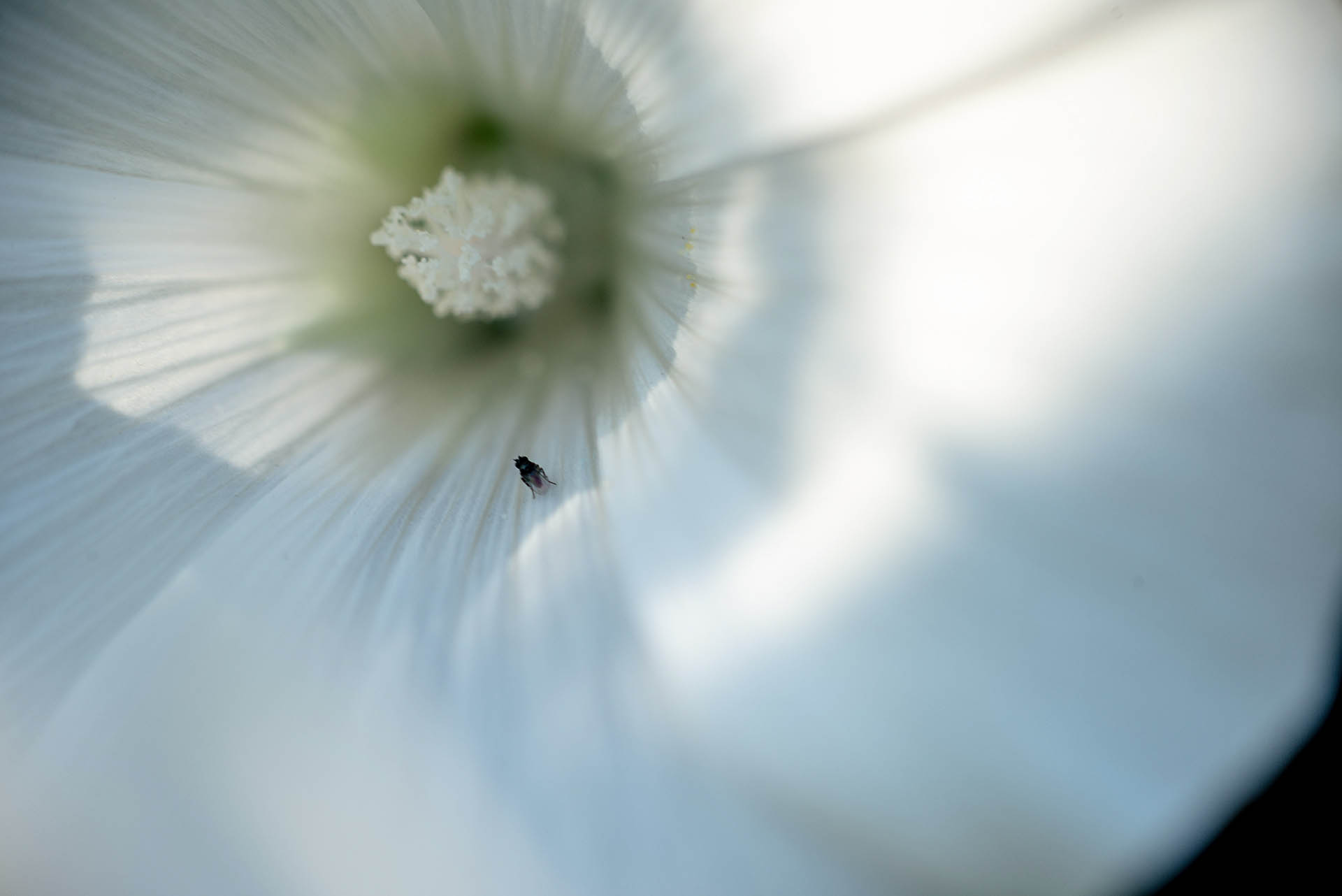 I'm here — Macro summer