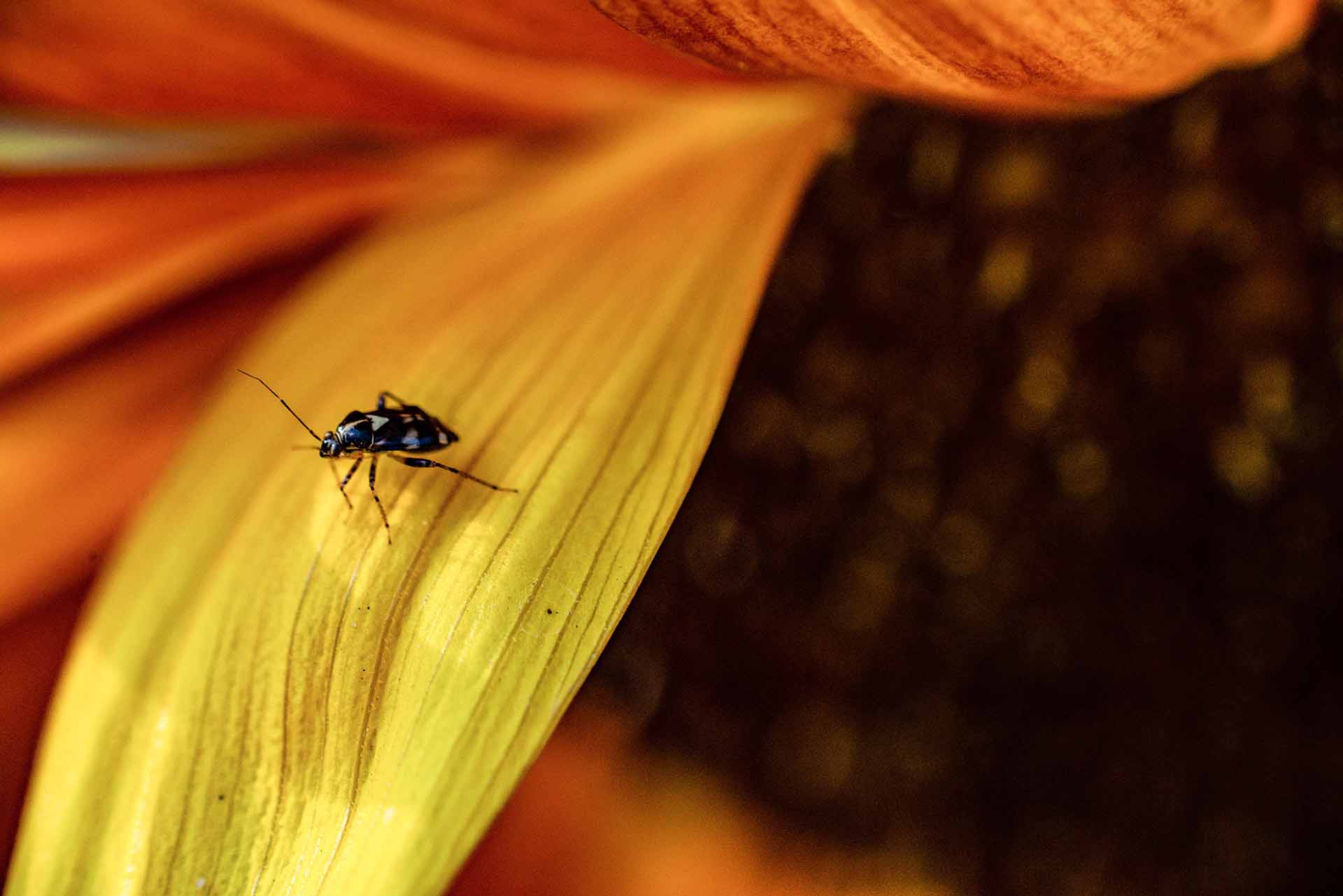 Me too — Macro summer