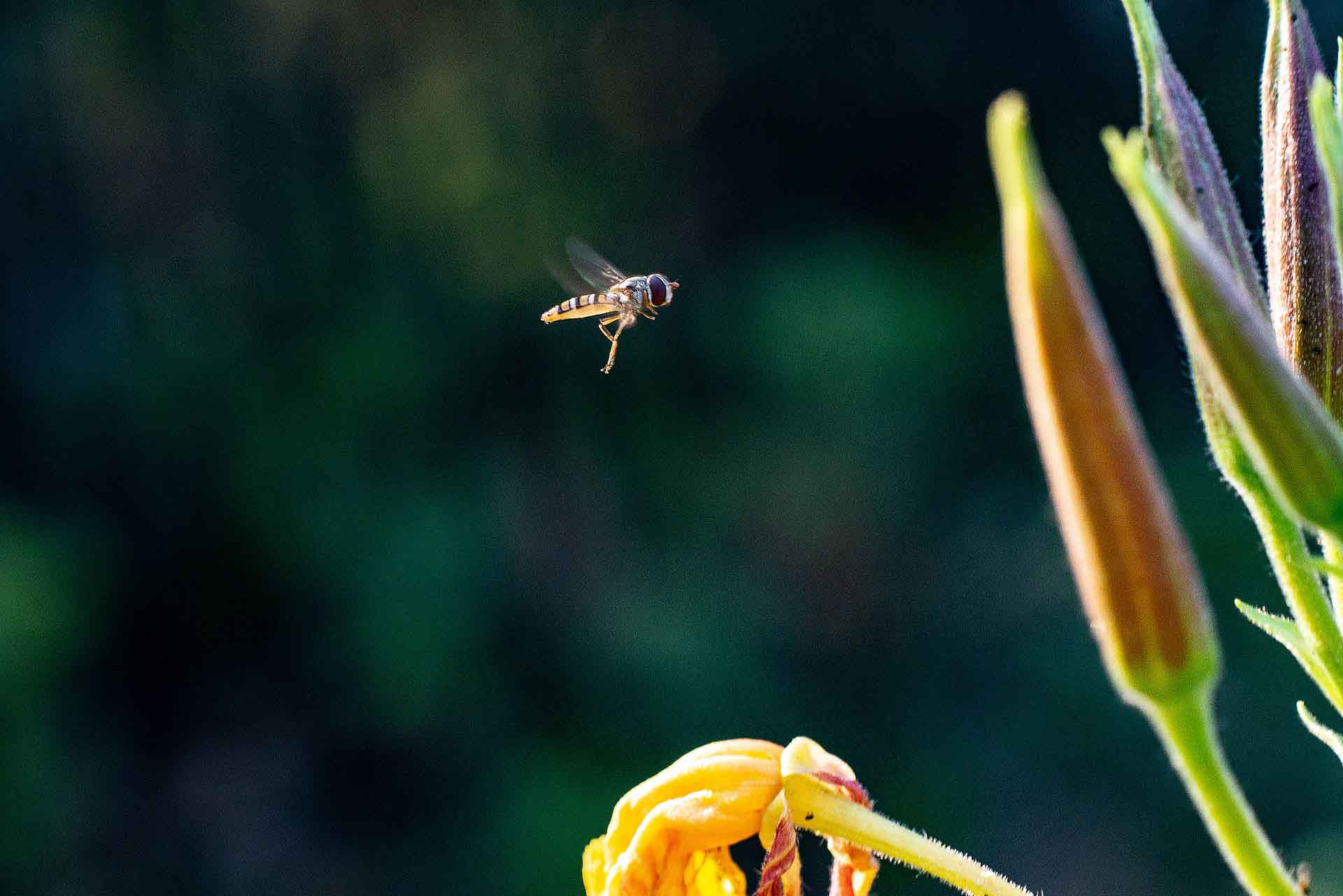 Catch me — Macro summer