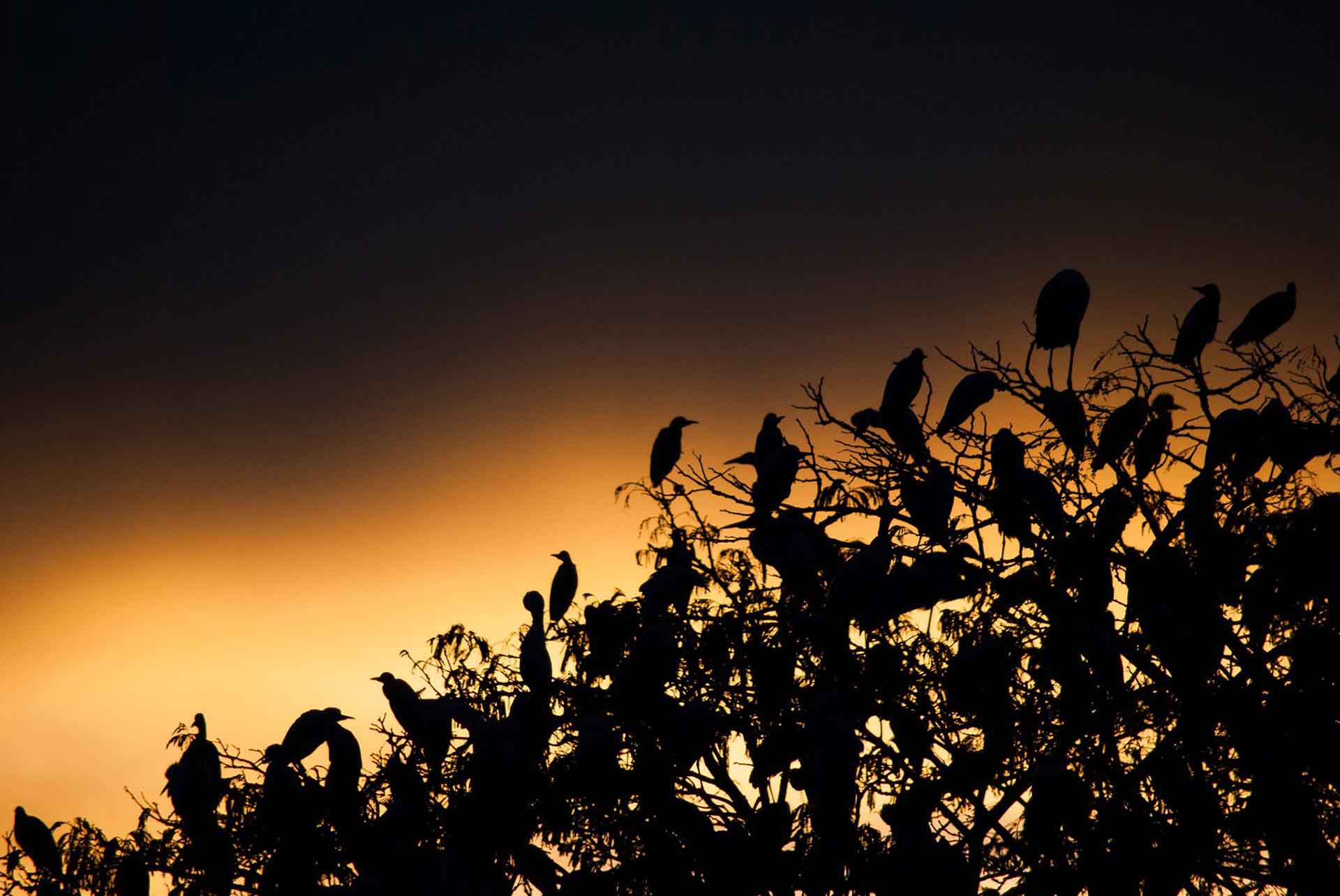 Heron — Cohabitation