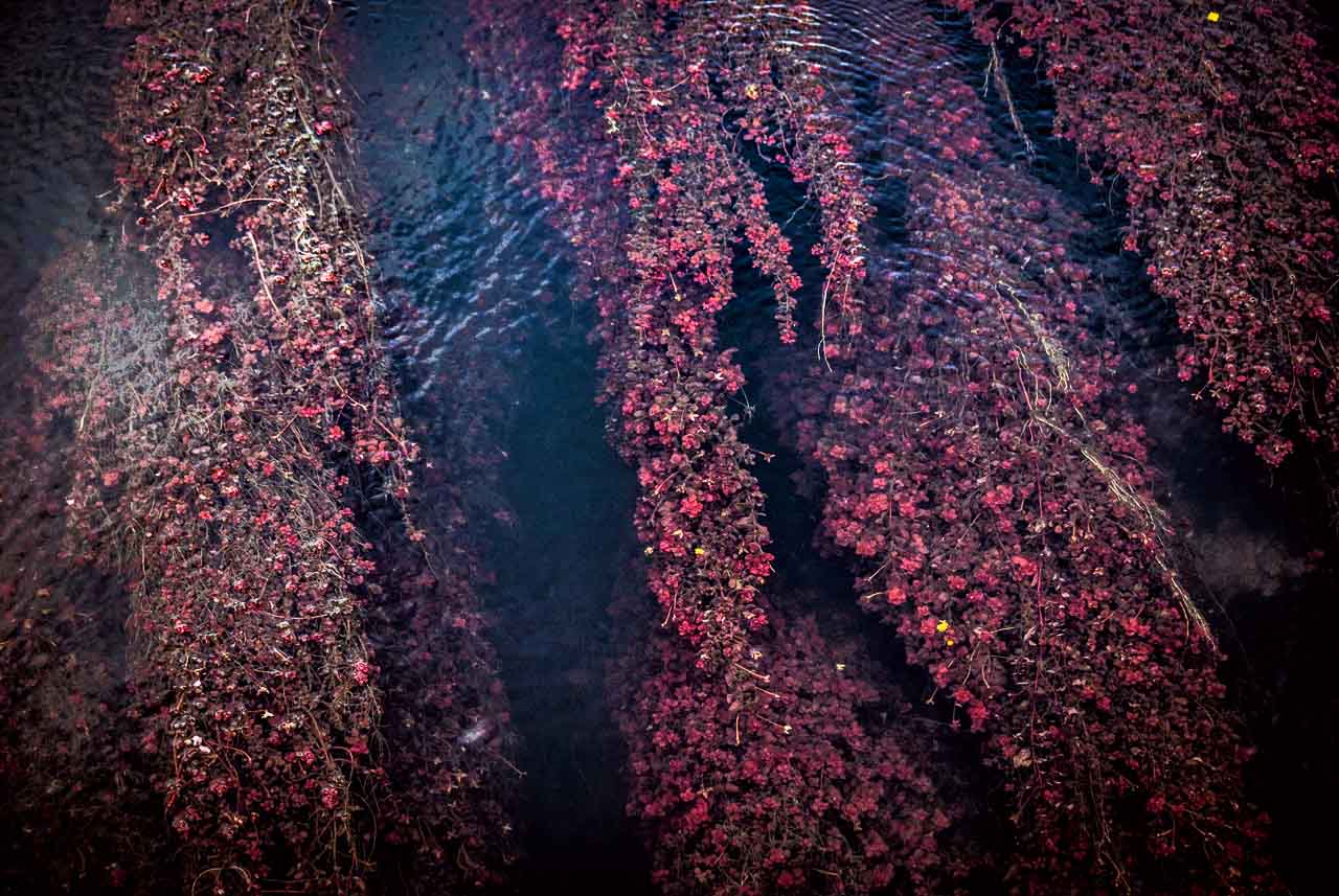 Red mosses — The color of life